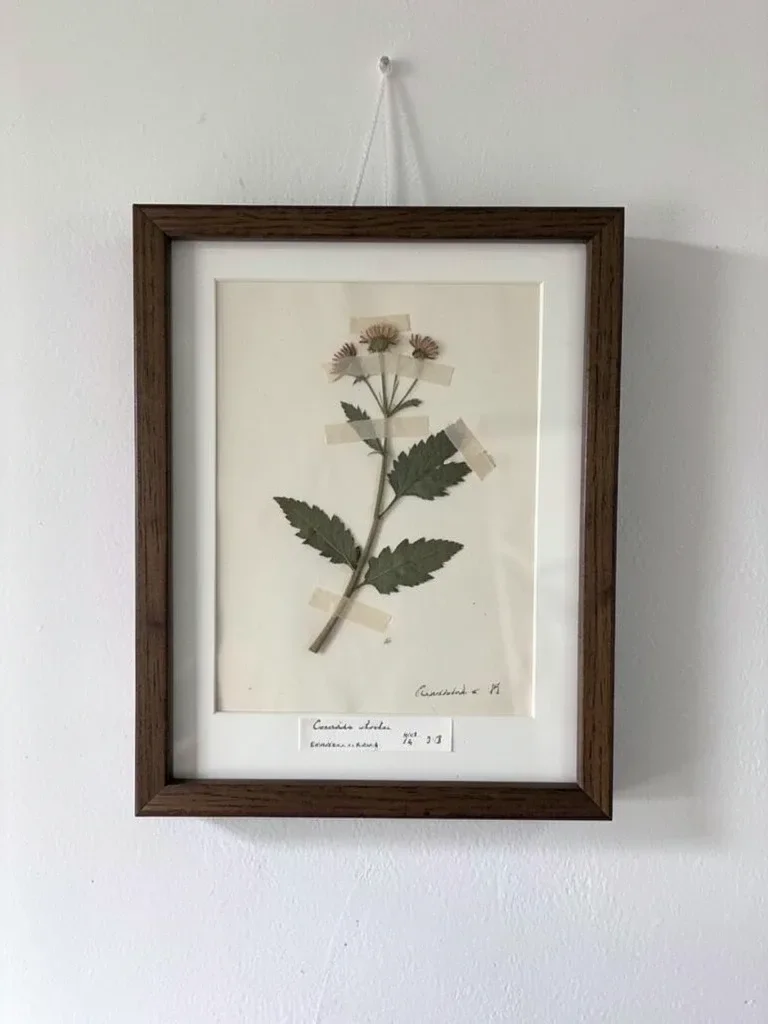 Framed Herbarium Specimen with Wildflower — image prompt preview